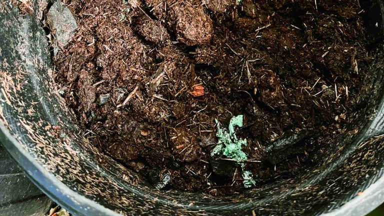 What can you do with humanure compost from your compost toilet?